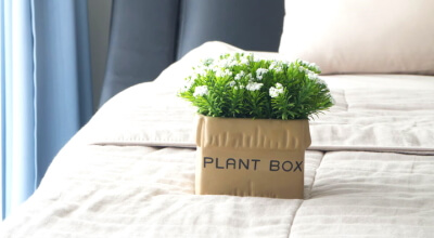 Plante_chambre_dormir
